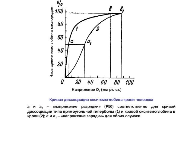 Кривая диссоциации оксигемоглобина крови человека а и а1 – «напряжение разрядки» (Р50) соответственно для кривой диссоциации типа прямоугольной гиперболы (1) и кривой оксигемоглобина в крови (2); в и в1 – «напряжение зарядки» для обоих случаев Напря…