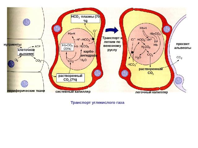 клеточное дыхание нутриенты периферические ткани растворенный СО2 (7%) НСО3- плазмы (70 %) Транспорт к легким по венозному руслу растворенный СО2 просвет альвеолы системный капилляр легочный капилляр Транспорт углекислого газа карбо-ангидраза