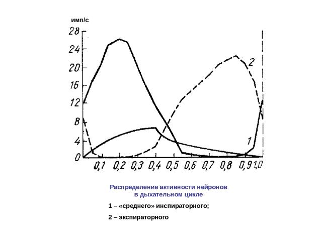 Распределение активности нейронов в дыхательном цикле 1 – «среднего» инспираторного; 2 – экспираторного имп/с