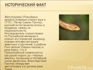 Желтопузика (Pseudopus apodus) впервые описал еще в 1775 г. Петер Симон Паллас,