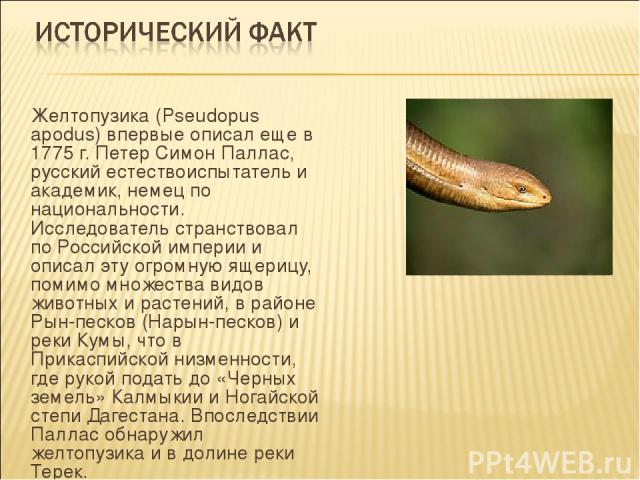 Желтопузика (Pseudopus apodus) впервые описал еще в 1775 г. Петер Симон Паллас, русский естествоиспытатель и академик, немец по национальности. Исследователь странствовал по Российской империи и описал эту огромную ящерицу, помимо множества видов жи…