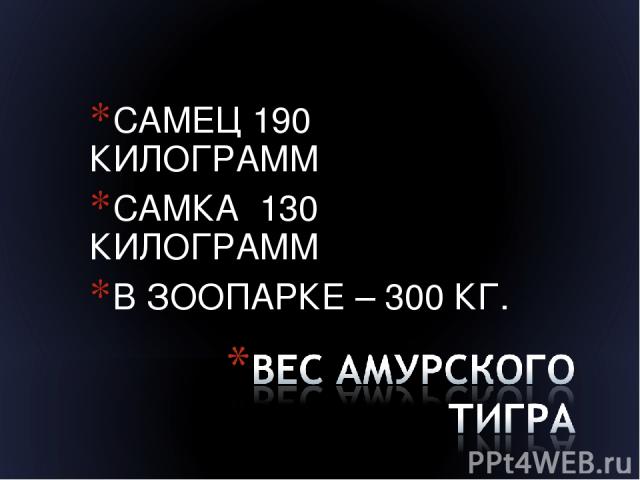 САМЕЦ 190 КИЛОГРАММ САМКА 130 КИЛОГРАММ В ЗООПАРКЕ – 300 КГ.