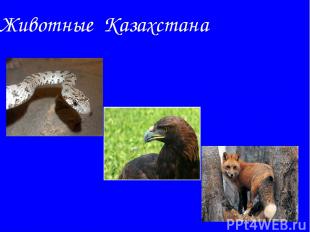 Животные Казахстана