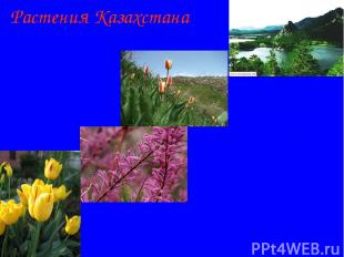 Растения Казахстана