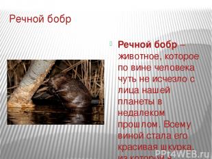 Речной бобр Речной бобр – животное, которое по вине человека чуть не исчезло с л