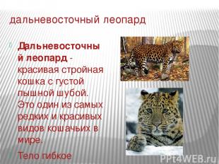 дальневосточный леопард Дальневосточный леопард - красивая стройная кошка с густ