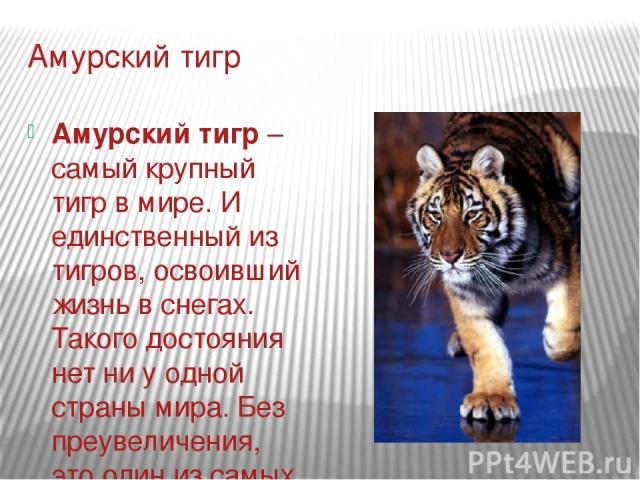 Амурский тигр Амурский тигр – самый крупный тигр в мире. И единственный из тигров, освоивший жизнь в снегах. Такого достояния нет ни у одной страны мира. Без преувеличения, это один из самых совершенных хищников среди всех прочих. В отличие от того …