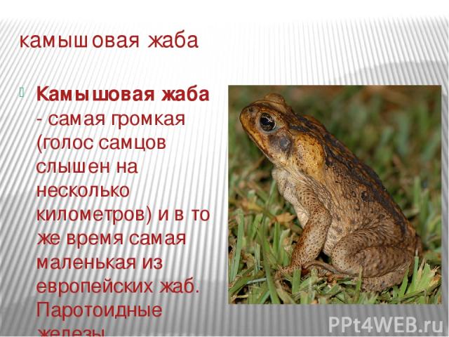 камышовая жаба Камышовая жаба - самая громкая (голос самцов слышен на несколько километров) и в то же время самая маленькая из европейских жаб. Паротоидные железы расположены позади глаз. Глазной зрачок горизонтальный. Околоушные железы округло-треу…