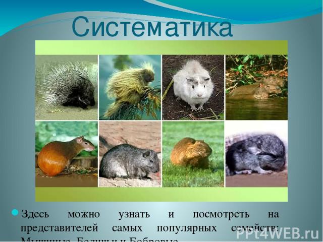 Систематика Здесь можно узнать и посмотреть на представителей самых популярных семейств: Мышиные, Беличьи и Бобровые.