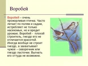 Воробей Воробей – очень прожорливая птичка. Часто летает по полям и садам, истре