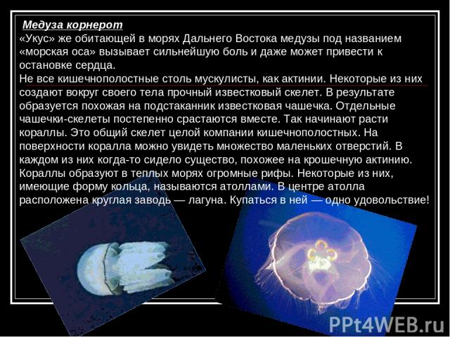 Медуза корнерот «Укус» же обитающей в морях Дальнего Востока медузы под названием «морская оса» вызывает сильнейшую боль и даже может привести к остановке сердца. Не все кишечнополостные столь мускулисты, как актинии. Некоторые из них создают вокруг…