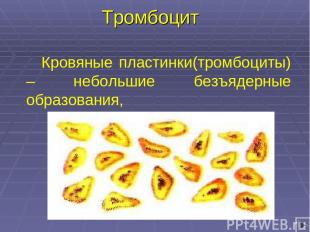 Тромбоцит Кровяные пластинки(тромбоциты) – небольшие безъядерные образования,