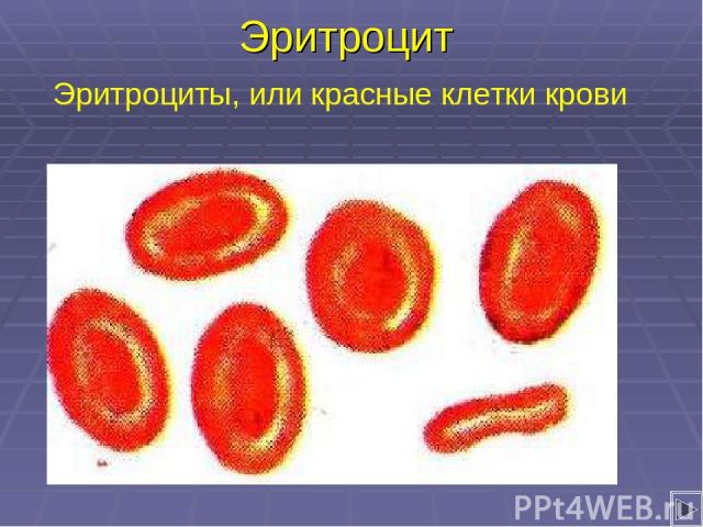 Эритроцит Эритроциты, или красные клетки крови