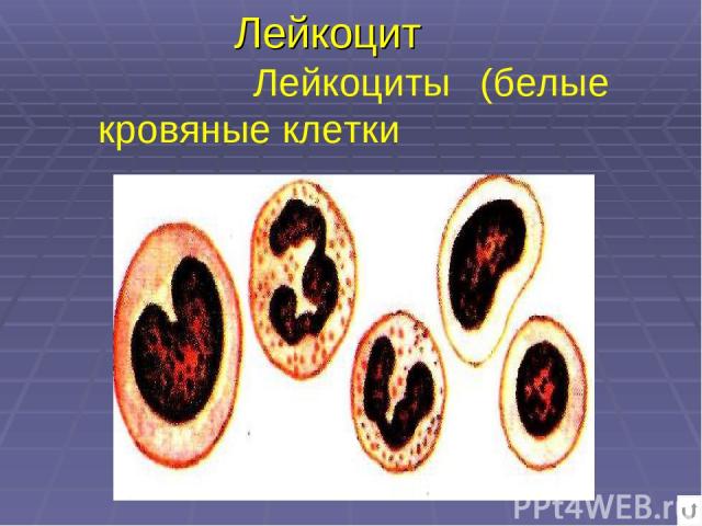 Лейкоцит Лейкоциты (белые кровяные клетки