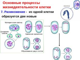 7. Размножение - из одной клетки образуется две новые Основные процессы жизнедея