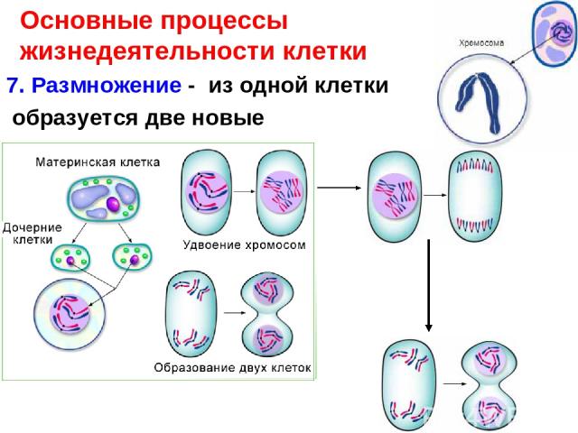 7. Размножение - из одной клетки образуется две новые Основные процессы жизнедеятельности клетки