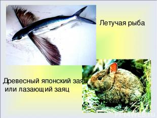 Летучая рыба Древесный японский заяц или лазающий заяц
