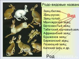 Заяц-беляк; Заяц-русак; Заяц-толай; Манчжурский заяц; Белохвостый заяц; Тибетски