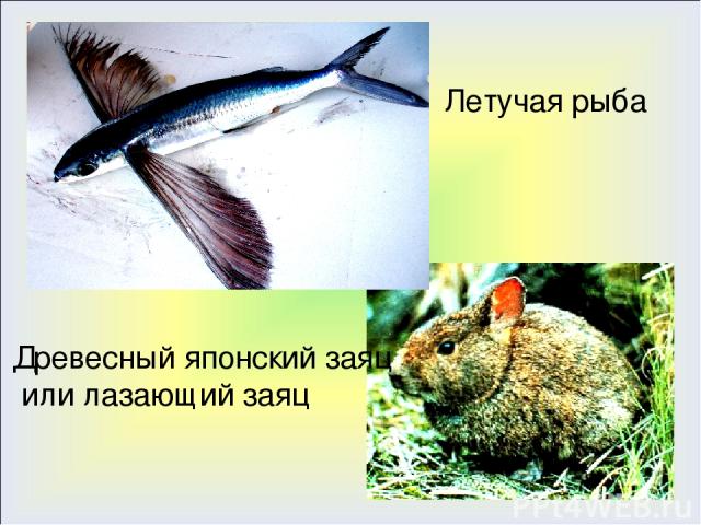Летучая рыба Древесный японский заяц или лазающий заяц