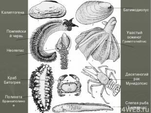 Калиптогена Батимодиолус Помпейский червь Неолепас Ушастый осминог Гримптотейтис