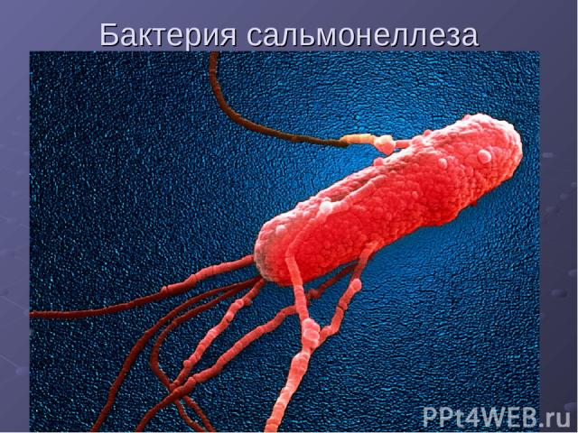 Бактерия сальмонеллеза