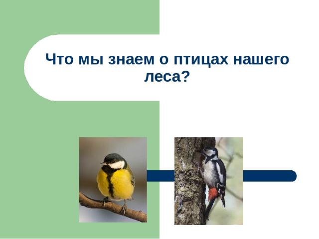 Что мы знаем о птицах нашего леса?