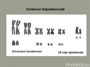 Хомячок барабинский 10 пар хромосом