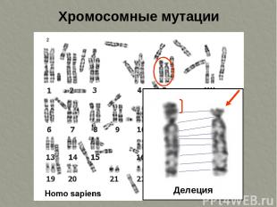 Хромосомные мутации Делеция