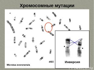 Хромосомные мутации Инверсия