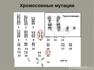 Хромосомные мутации Транслокация