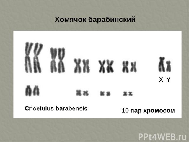 Хомячок барабинский 10 пар хромосом