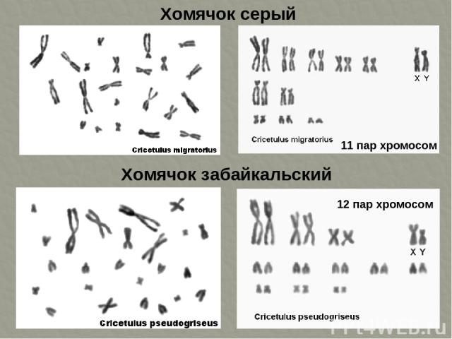 Хомячок серый Хомячок забайкальский 11 пар хромосом 12 пар хромосом