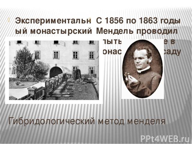 Гибридологический метод менделя Экспериментальный монастырский сад С 1856 по 1863 годы Мендель проводил опыты на горохе в монастырском саду