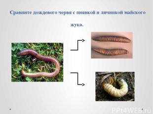 Сравните дождевого червя с пиявкой и личинкой майского жука.