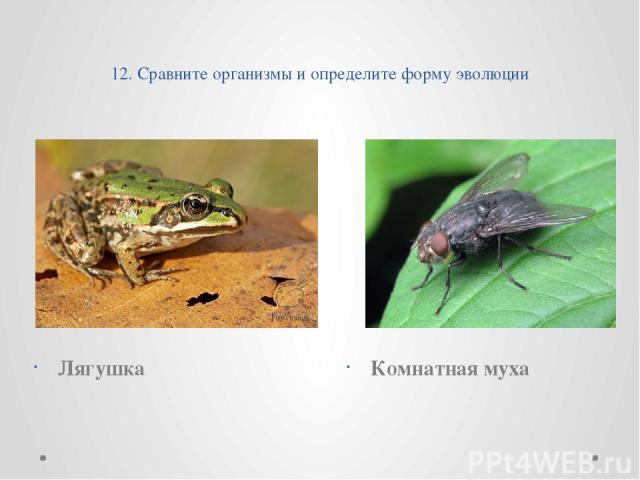 12. Сравните организмы и определите форму эволюции Лягушка Комнатная муха