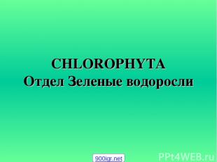 CHLOROPHYTA Отдел Зеленые водоросли 900igr.net