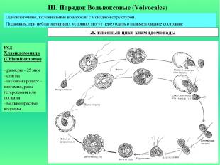 Род Хламидомонада (Chlamidomonas) - размеры - 25 мкм - стигма - половой процесс