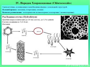 IV. Порядок Хлорококковые (Chlorococcales) Одноклеточные, колониальные и ценобиа