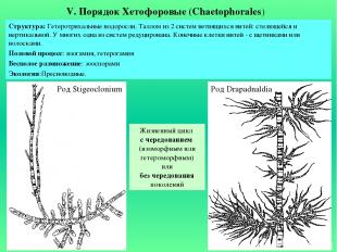 V. Порядок Хетофоровые (Chaetophorales) Структура: Гетеротрихальные водоросли. Т