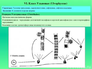 VI. Класс Ульвовые (Ulvophyceae) Порядок Улотриксовые (Ulotrihales) Структура: Т