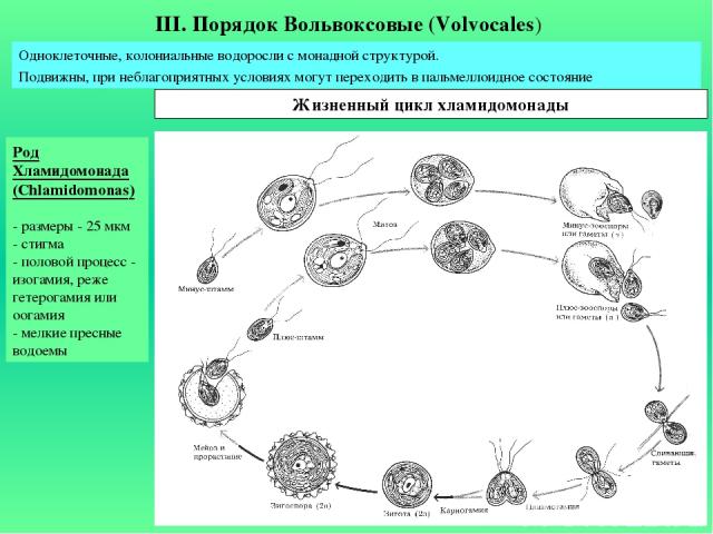 Род Хламидомонада (Chlamidomonas) - размеры - 25 мкм - стигма - половой процесс - изогамия, реже гетерогамия или оогамия - мелкие пресные водоемы III. Порядок Вольвоксовые (Volvocales) Одноклеточные, колониальные водоросли с монадной структурой. Под…