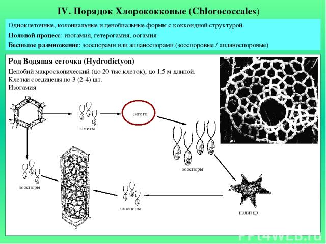 IV. Порядок Хлорококковые (Chlorococcales) Одноклеточные, колониальные и ценобиальные формы с коккоидной структурой. Половой процесс: изогамия, гетерогамия, оогамия Бесполое размножение: зооспорами или апланоспорами (зооспоровые / апланоспоровые) Це…