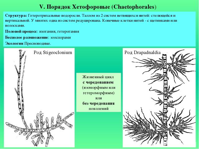 V. Порядок Хетофоровые (Chaetophorales) Структура: Гетеротрихальные водоросли. Таллом из 2 систем ветвящихся нитей: стелющейся и вертикальной. У многих одна из систем редуцирована. Конечные клетки нитей - с щетинками или волосками. Половой процесс: …