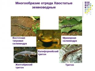 Многообразие отряда Хвостатые земноводные Восточная тигровая саламандра Мраморна