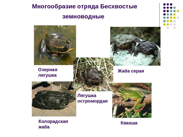 Многообразие отряда Бесхвостые земноводные Озерная лягушка Жаба серая Колорадская жаба Квакша Лягушка остромордая