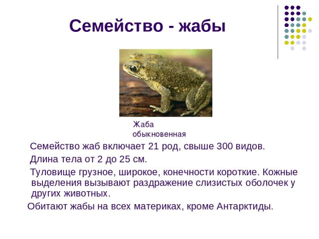 Семейство - жабы Семейство жаб включает 21 род, свыше 300 видов. Длина тела от 2 до 25 см. Туловище грузное, широкое, конечности короткие. Кожные выделения вызывают раздражение слизистых оболочек у других животных. Обитают жабы на всех материках, кр…