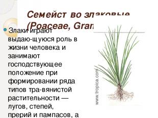 Семейство злаковые (Poaceae, Gramineae). Злаки играют выдаю щуюся роль в жизни ч