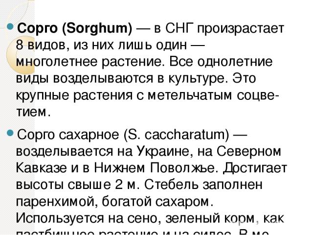 Сорго (Sorghum) — в СНГ произрастает 8 видов, из них лишь один — многолетнее растение. Все однолетние виды возделываются в культуре. Это крупные растения с метельчатым соцве тием. Сорго сахарное (S. caccharatum) — возделывается на Украине, на Северн…