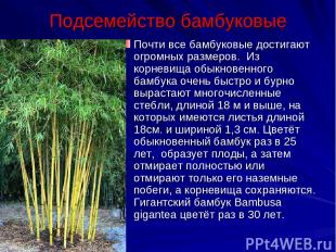 Подсемейство бамбуковые Почти все бамбуковые достигают огромных размеров. Из кор