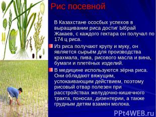Рис посевной В Казахстане ососбых успехов в выращивании риса достиг Ыбрай Жакаев